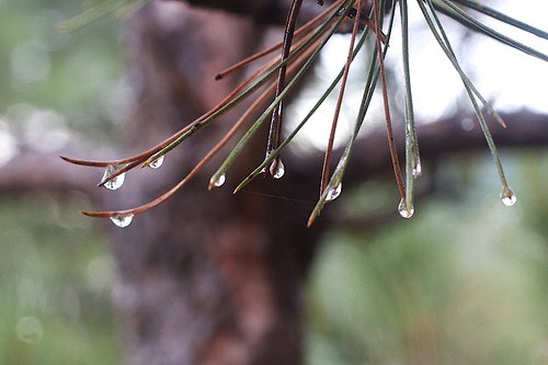 Pine Drops | Pine Drops | Alan Levine | Flickr