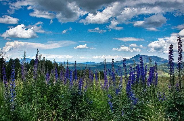 Northern Arizona Wildflowers | northern arizona spring tagged flagstaff ...