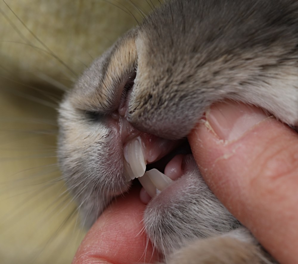 Рот зайчика. Зубы декоративного кролика.