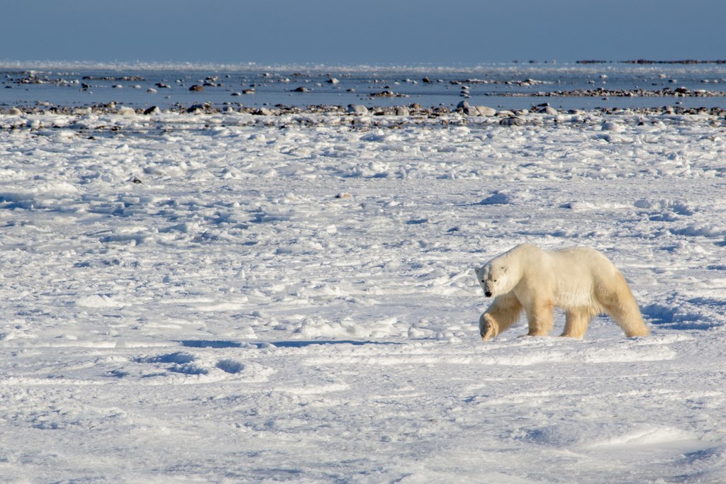 The Arctic Habitat
