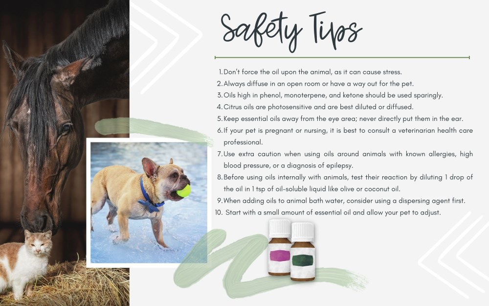 are citrus oils safe to diffuse around dogs