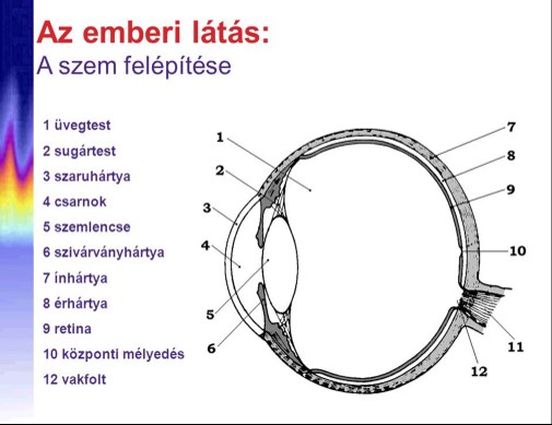 szem részei és feladatai