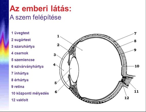Szem részei — az emberi szem (oculus humanus) a látás érzékszerve az ember