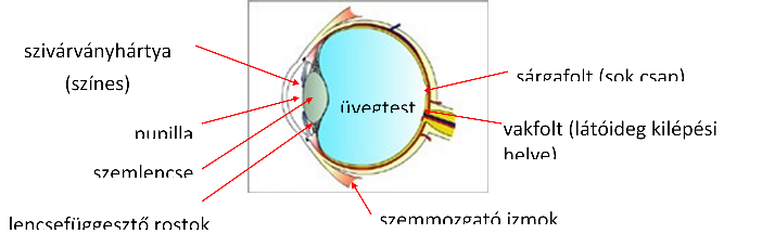 táplálkozás a látás támogatására anyagok a látás fejlesztésére