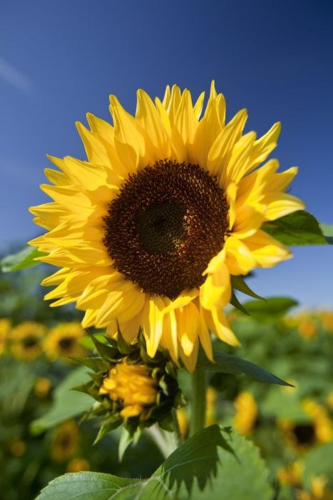 Helianthus annuus | common sunflower/RHS Gardening