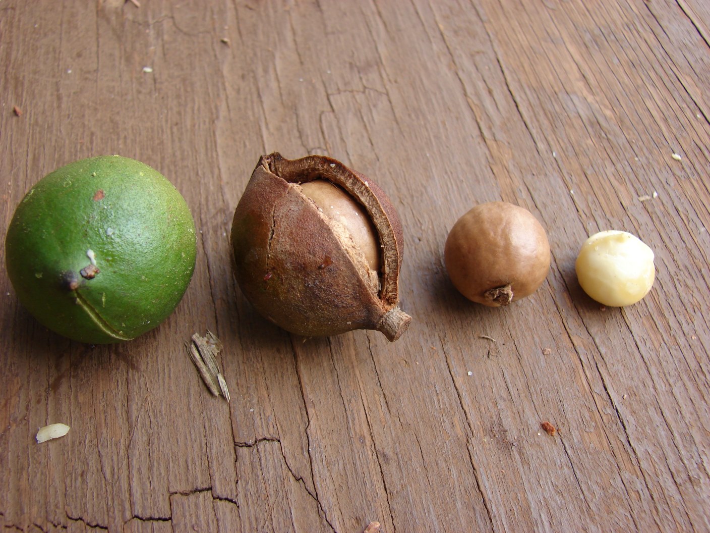 Macadamia integrifolia Images - Useful Tropical Plants