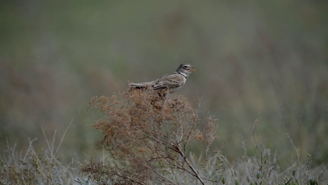 весенние соловьи. пой жаворонок песню. птица полевой жаворонок. пой жаворонок песню. певчий жаворонок.