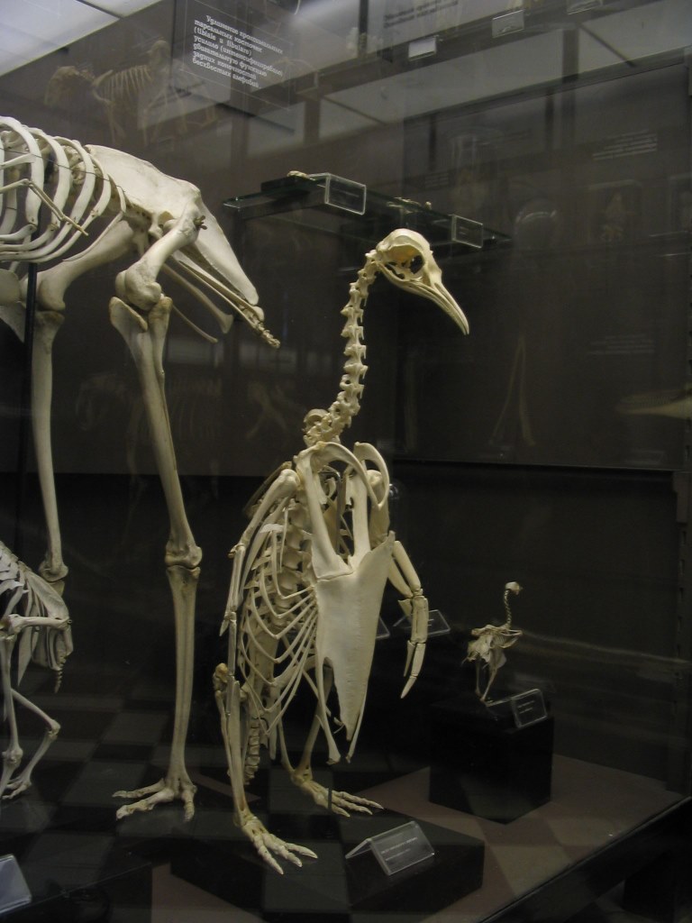 vertebrate and invertebrate animals.