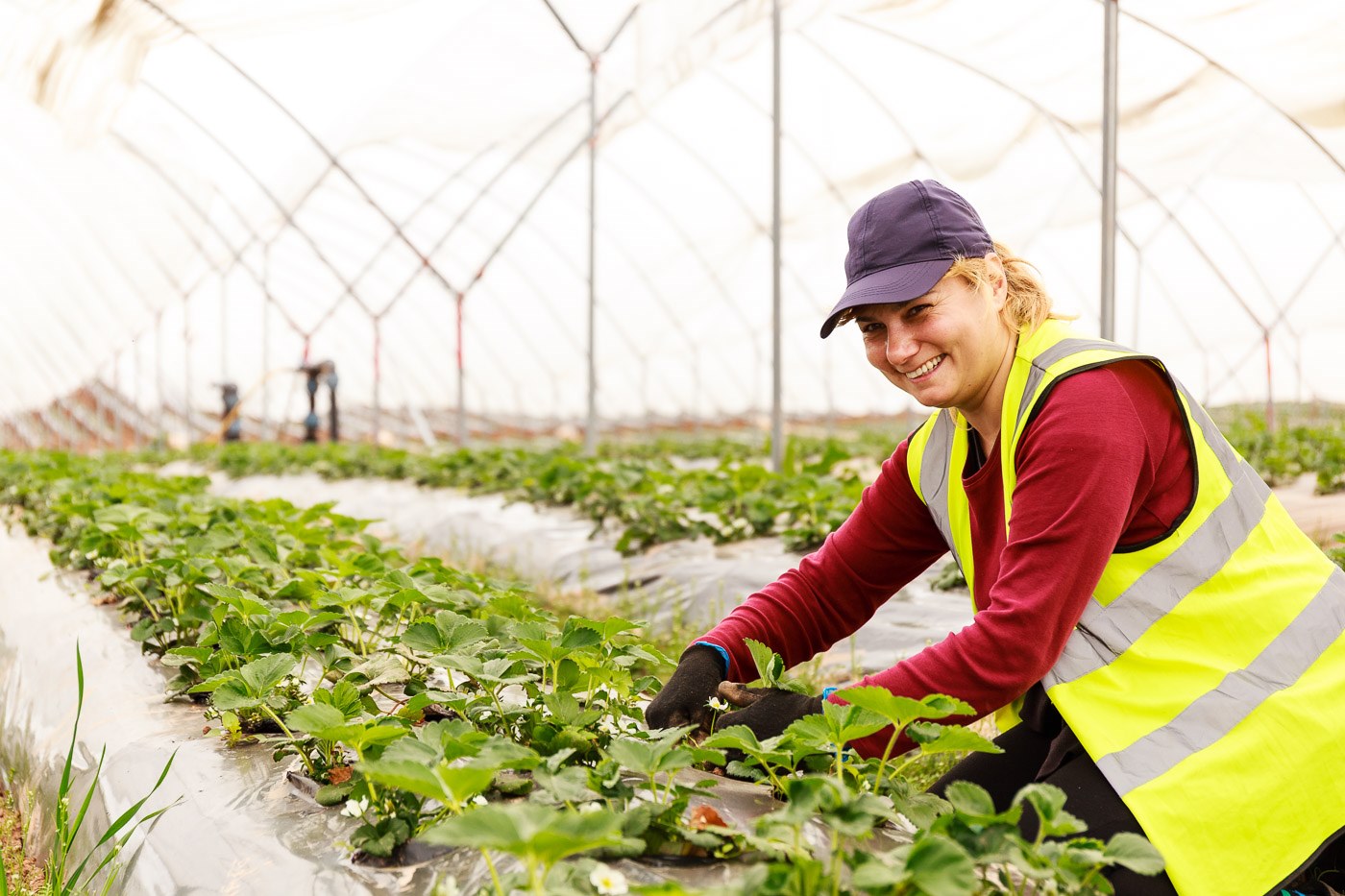 Agri hr. Haygrove теплицы. Сборщик урожая в теплицу. Сборщик овощей. Собиратель урожая.