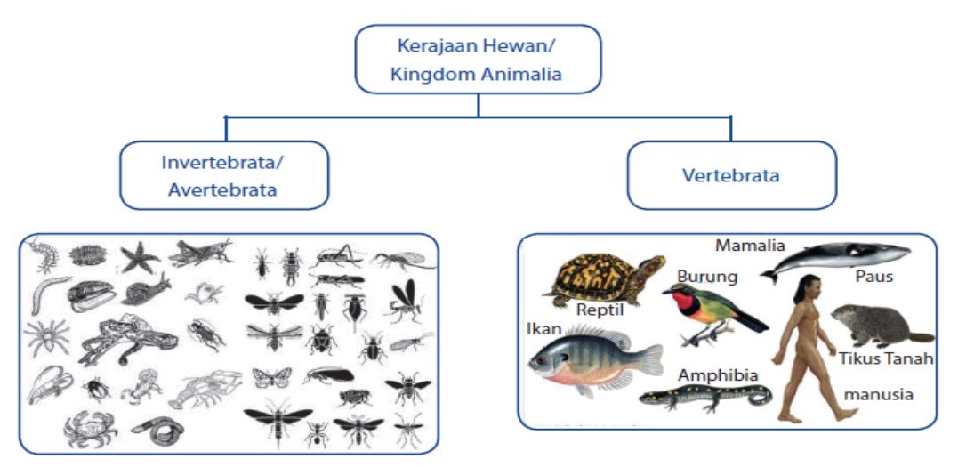 Annelida dan mollusca merupakan kelompok hewan