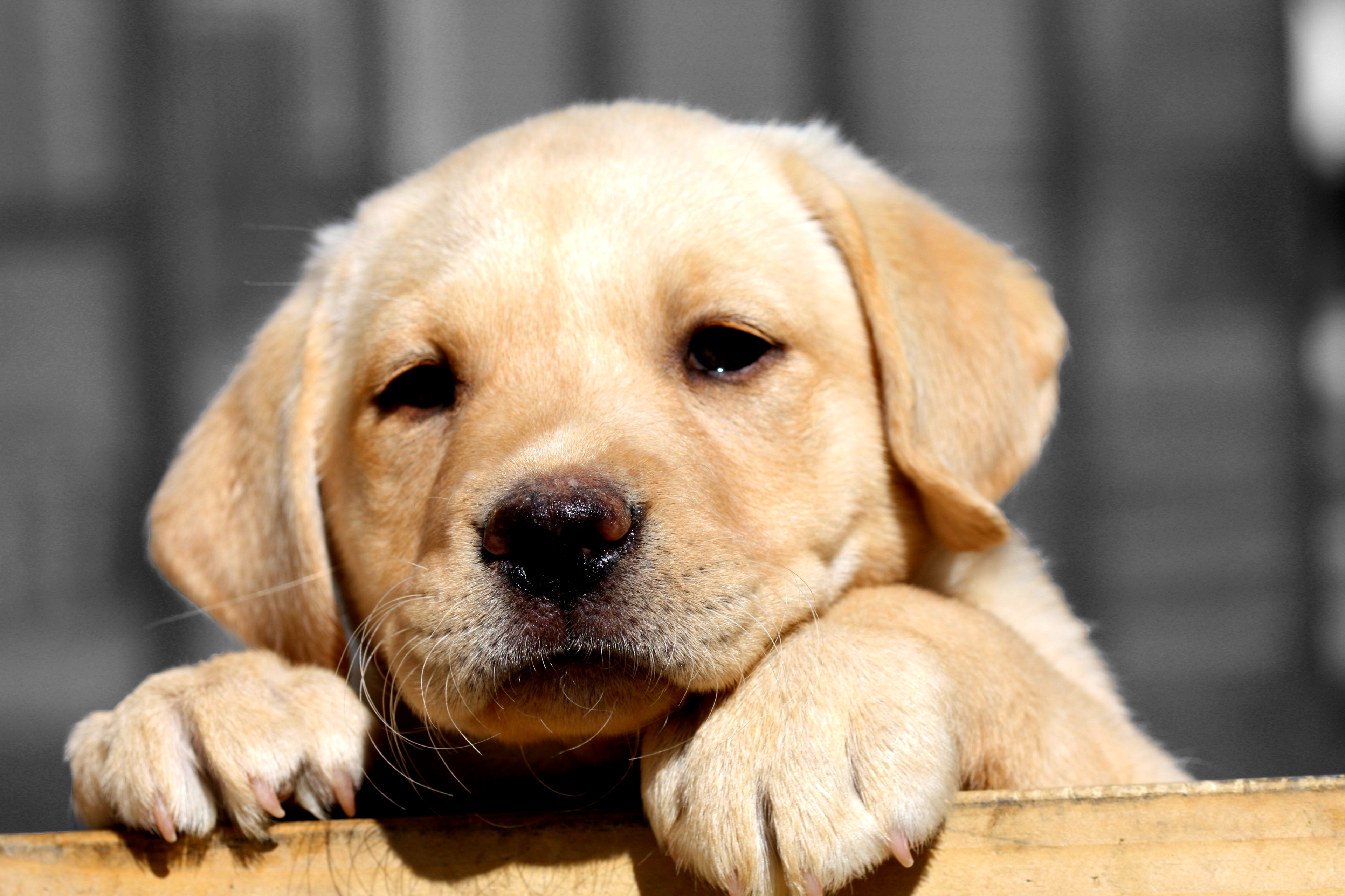 lab puppy "nala" | flickr - photo sharing!