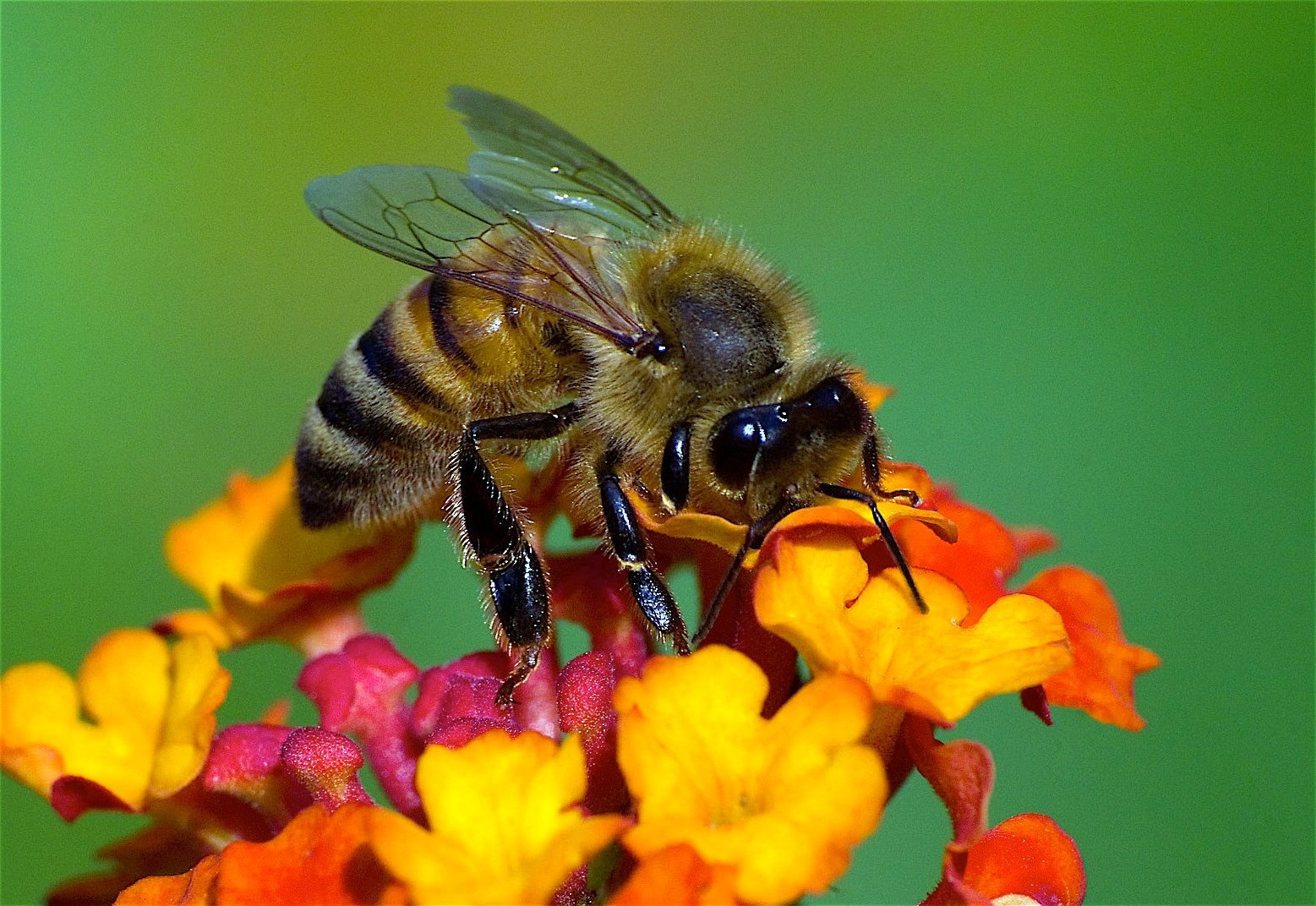 Превращение пчелы медоносной. Медоносная пчела. Пчелы медоносные насекомые. Гималайская медоносная пчела. Гигантская медоносная пчела размер.