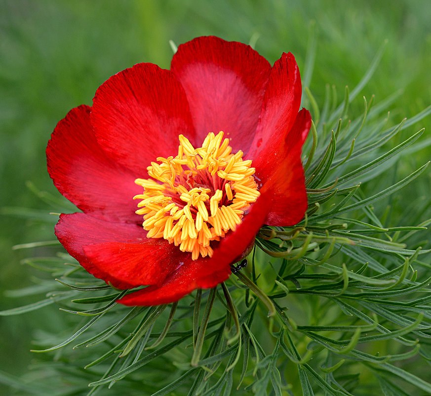 Редкое растение национального парка «Хвалынский»