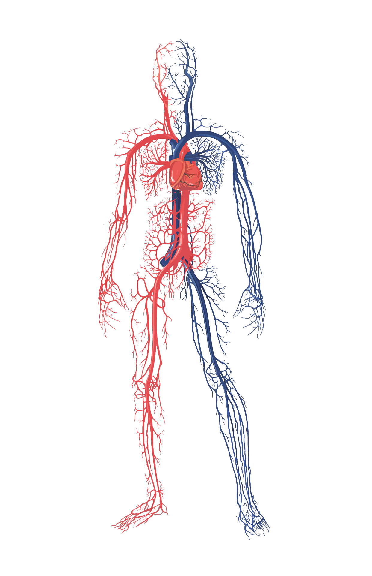 Воды сосуды человека. Система кровообращения человека кровеносные сосуды. Кровеносная система кровообращение. Система кровообращения человека сердце и кровеносные сосуды. Кровеносная система человека циркуляция крови.