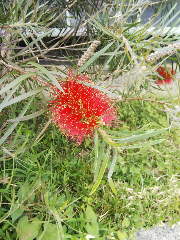 初夏の花