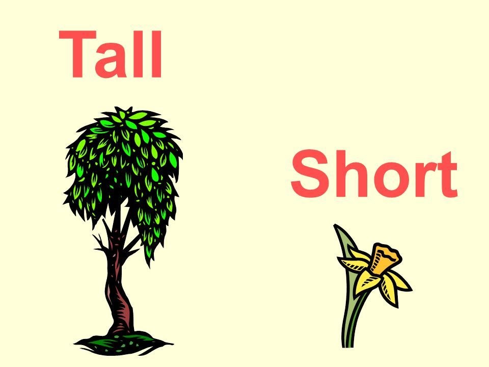 I am tree. Высокий низкий на английском. Tall на английском. Tall картинка. Low short разница.