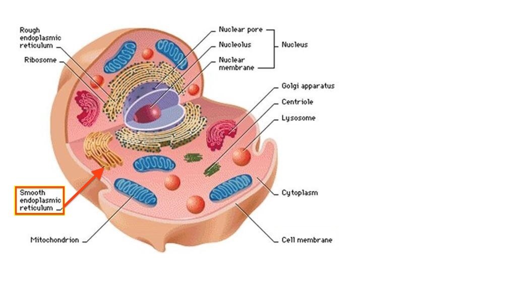 Smooth Endoplasmic Reticulum Alia