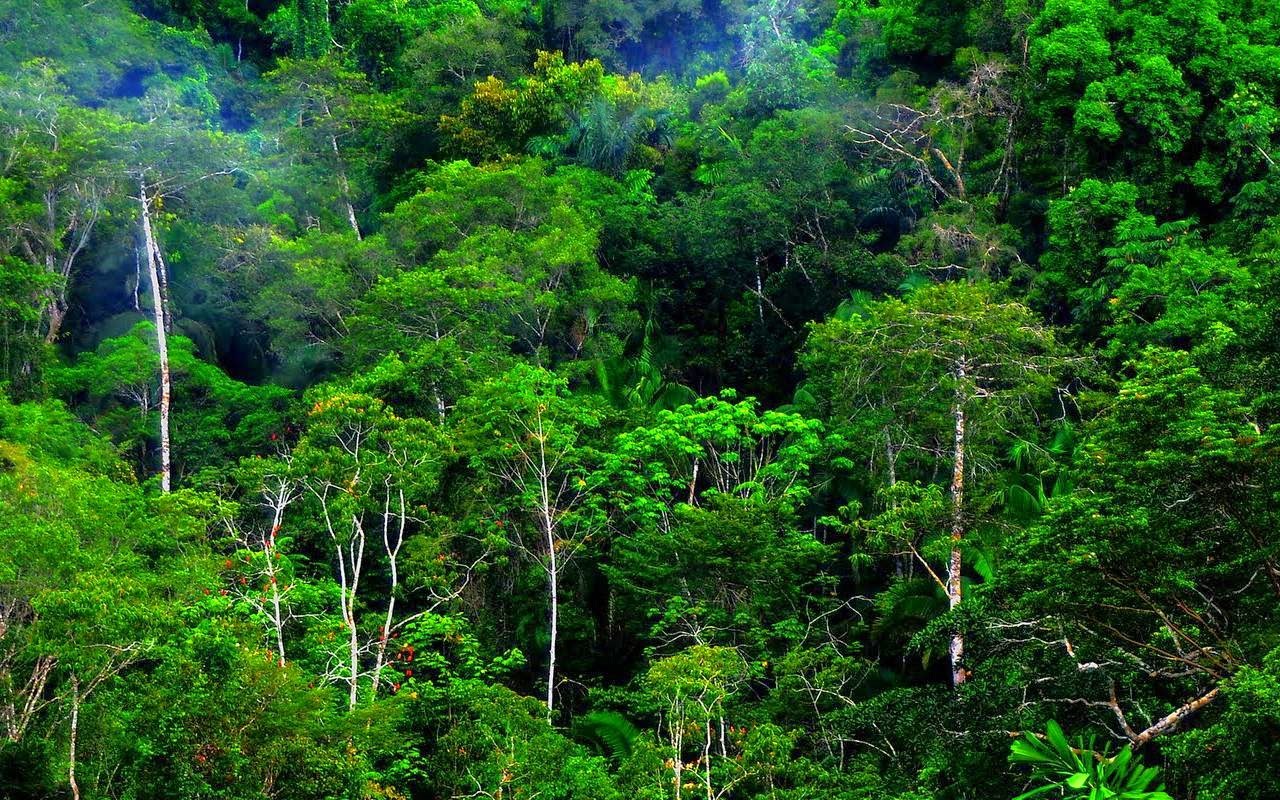 Тропические джунгли Юго-Восточной Азии