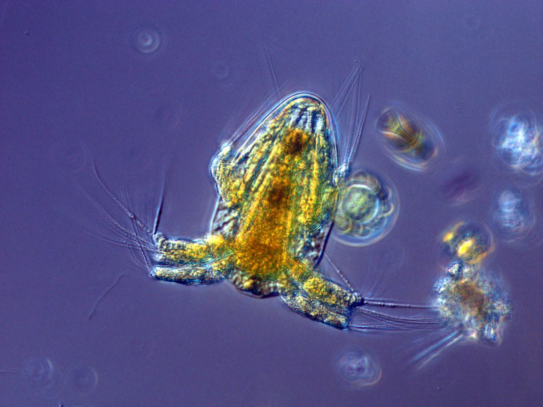 Фитопланктон уровень. Одноклеточные планктонные водоросли. Планктон и фитопланктон. Планктон фото. Одноклеточный планктон.