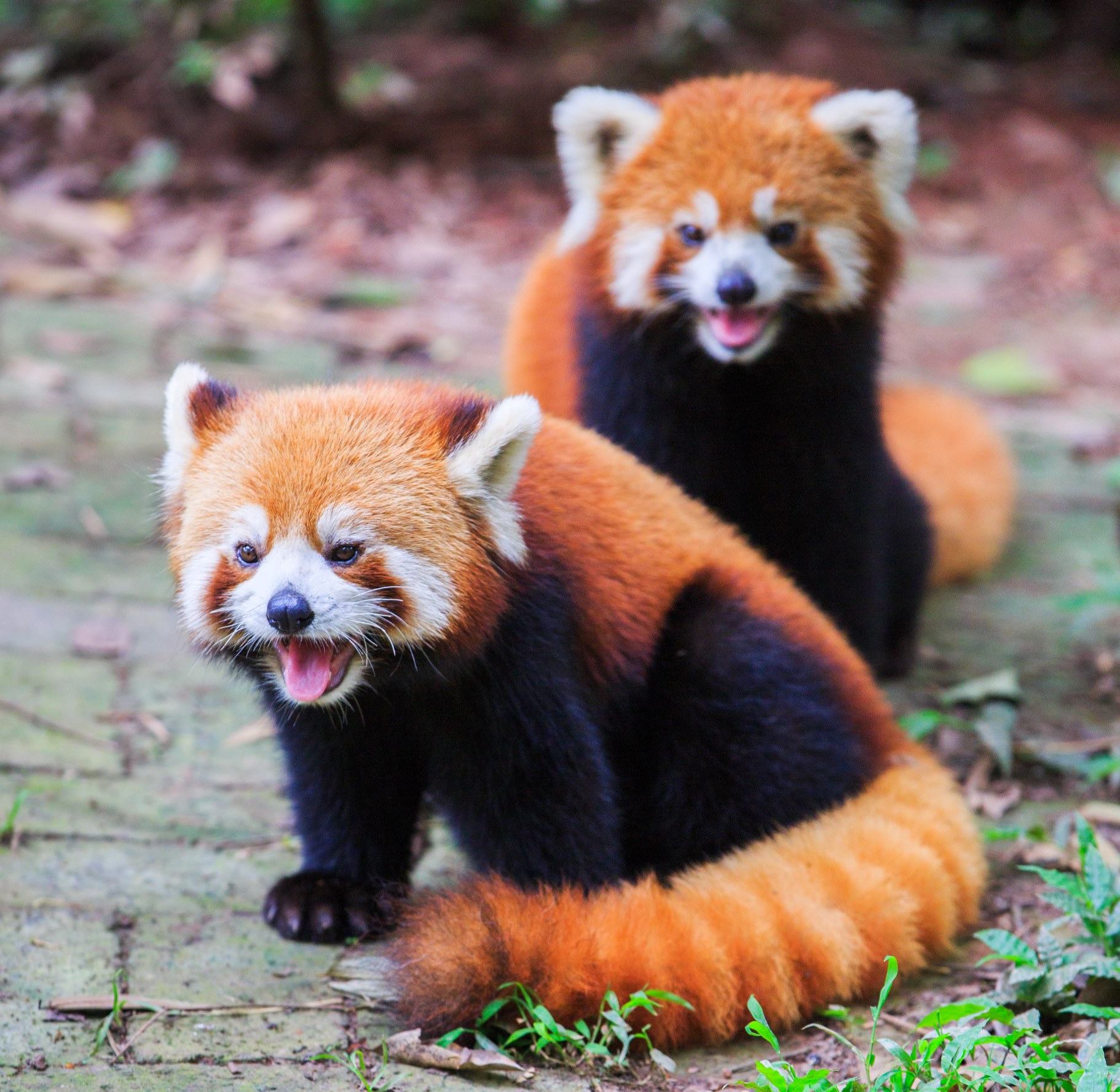 The Red Panda