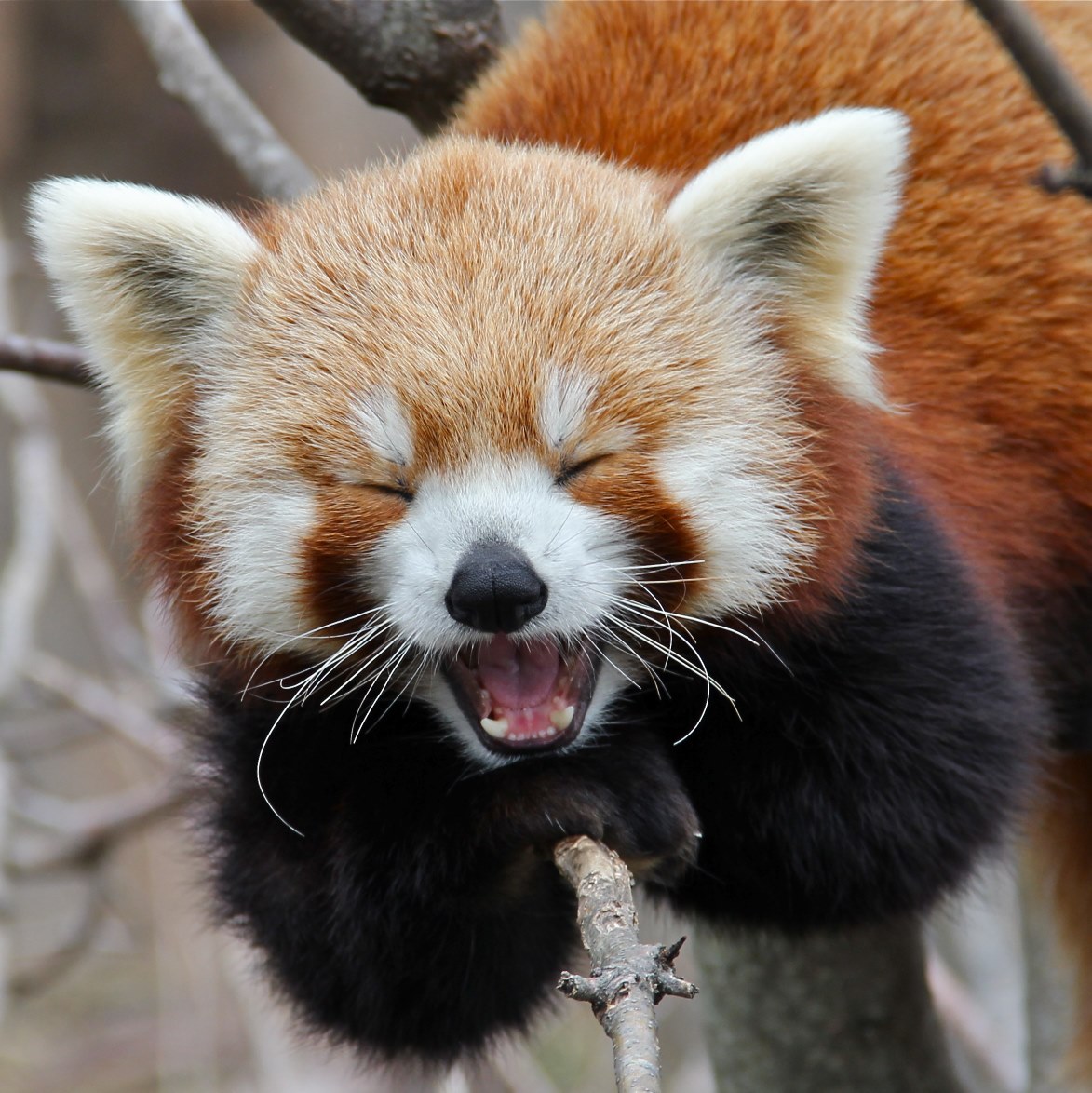 The Red Panda Presentation