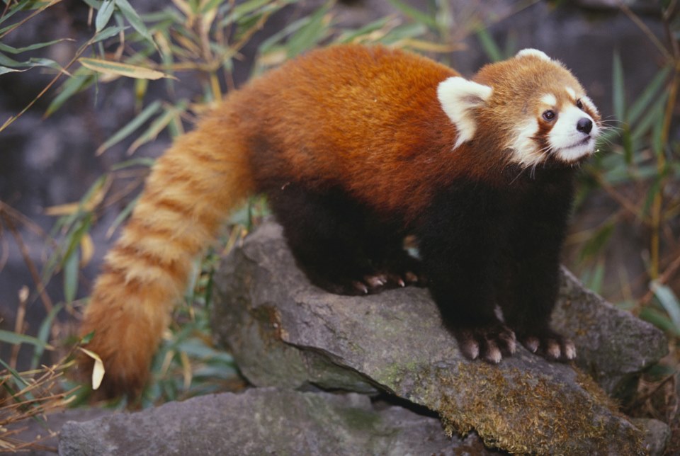 The Red Panda Presentation