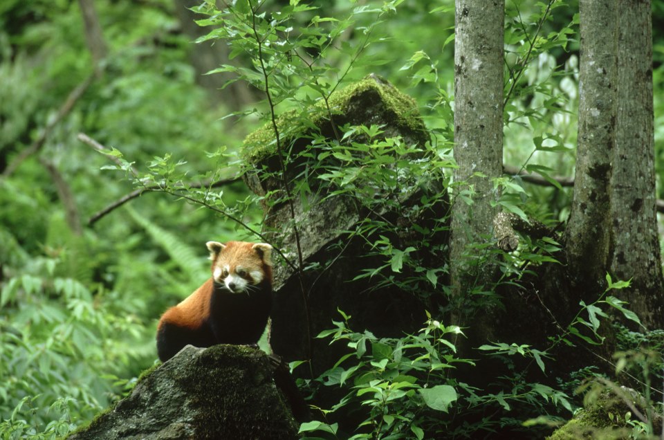 The Red Panda Presentation