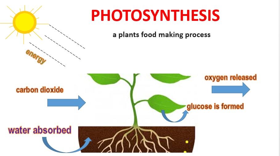 Происходит в корнях растения фотосинтез. Фотосинтез. Фотосинтез гиф. Фотосинтез Мем. Схема фотосинтеза у растений.