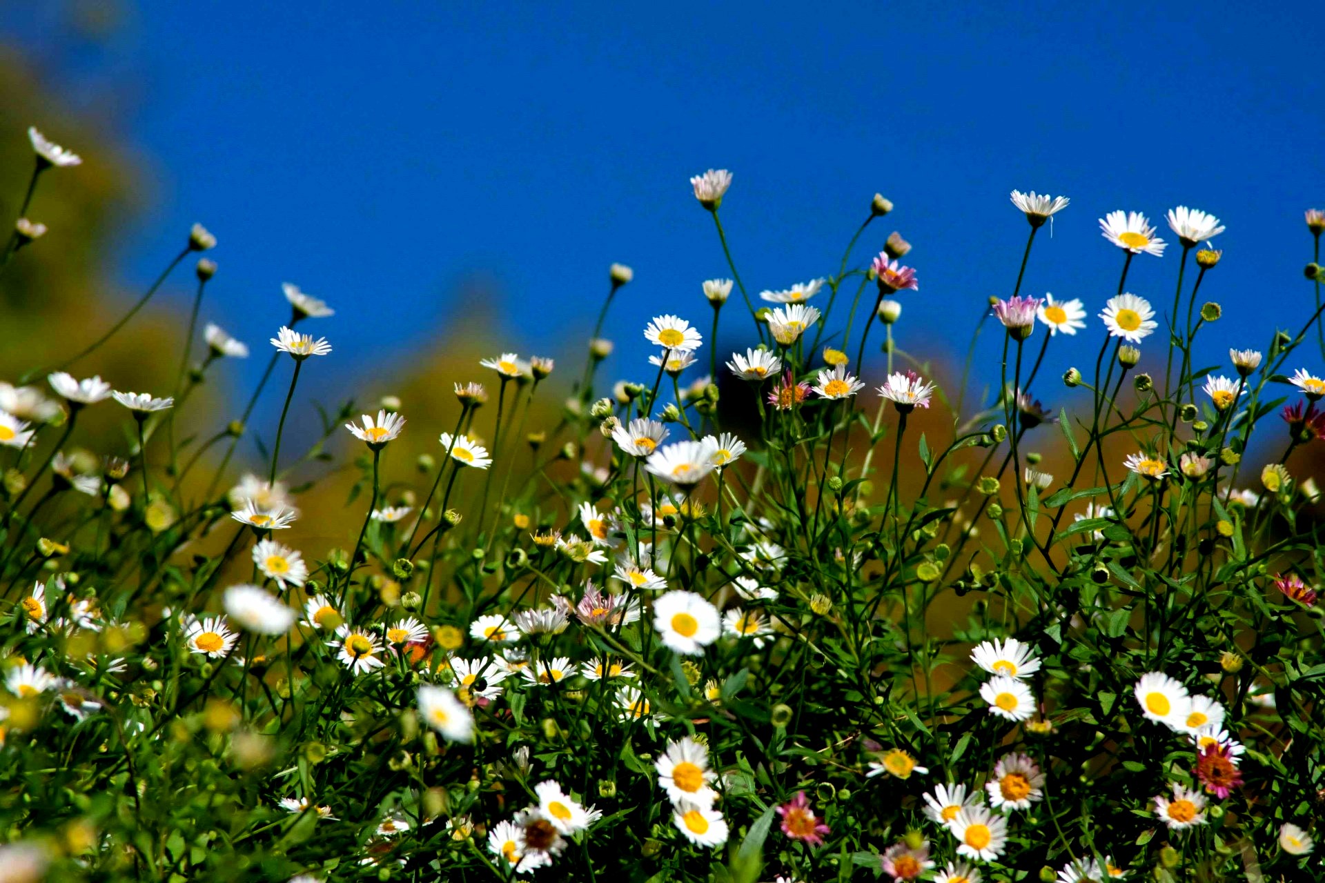 Daisy, Daisy up with the morning dew | Fables and Flora