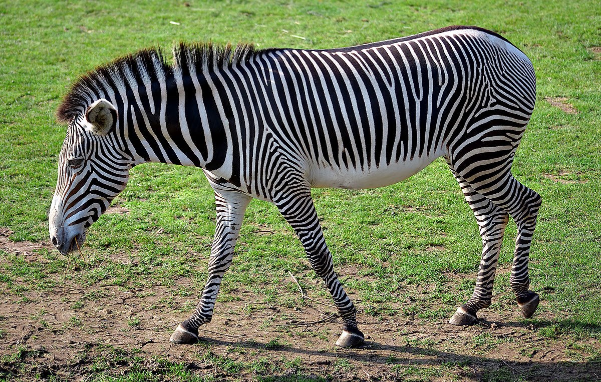 Lesson 2. Functions of the Outer Parts of Animals (Accessibility view)