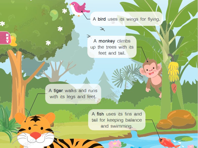 Lesson 2. Functions of the Outer Parts of Animals (Accessibility view)