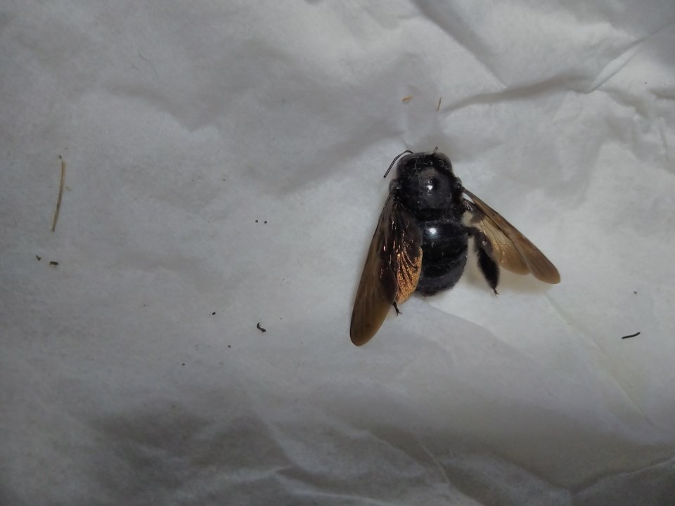 黄色いハチと黒いハチのお話 Accessibility View