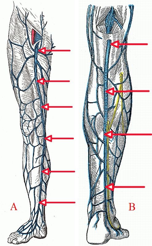 Vena saphena