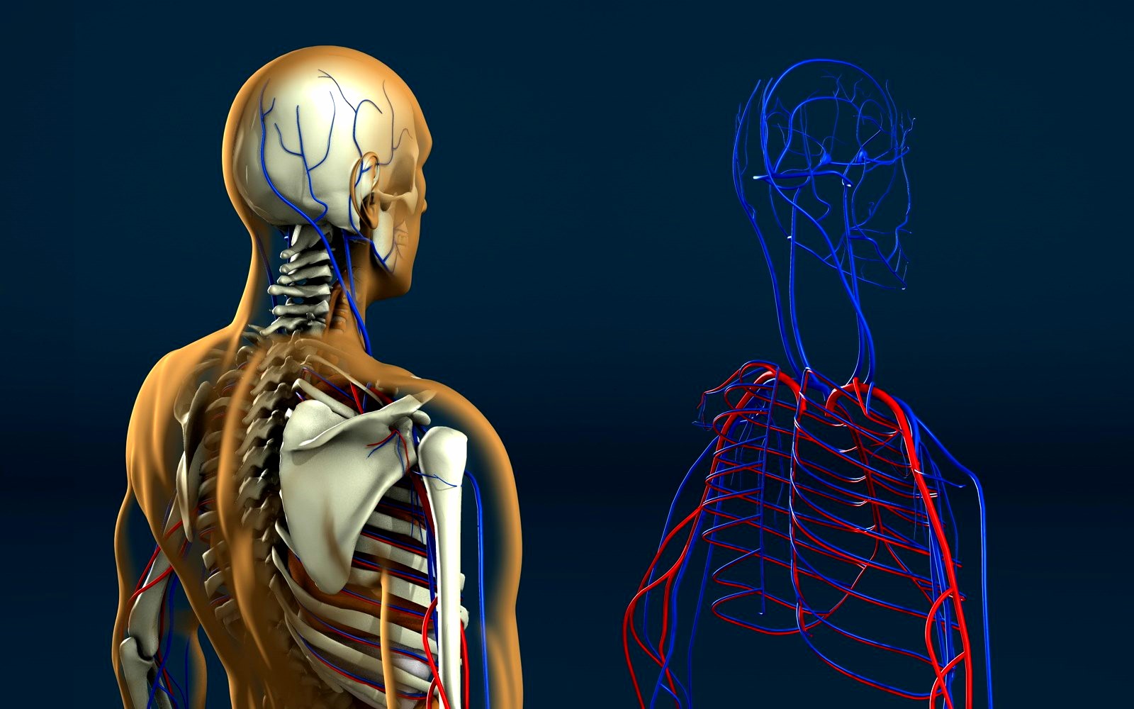 Human biology презентация