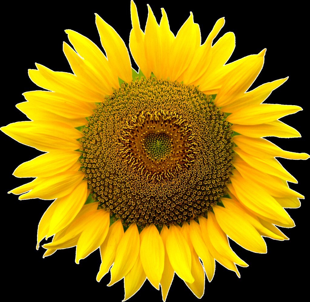 Sunflower heart inside, Png file, Attention only the maxim.