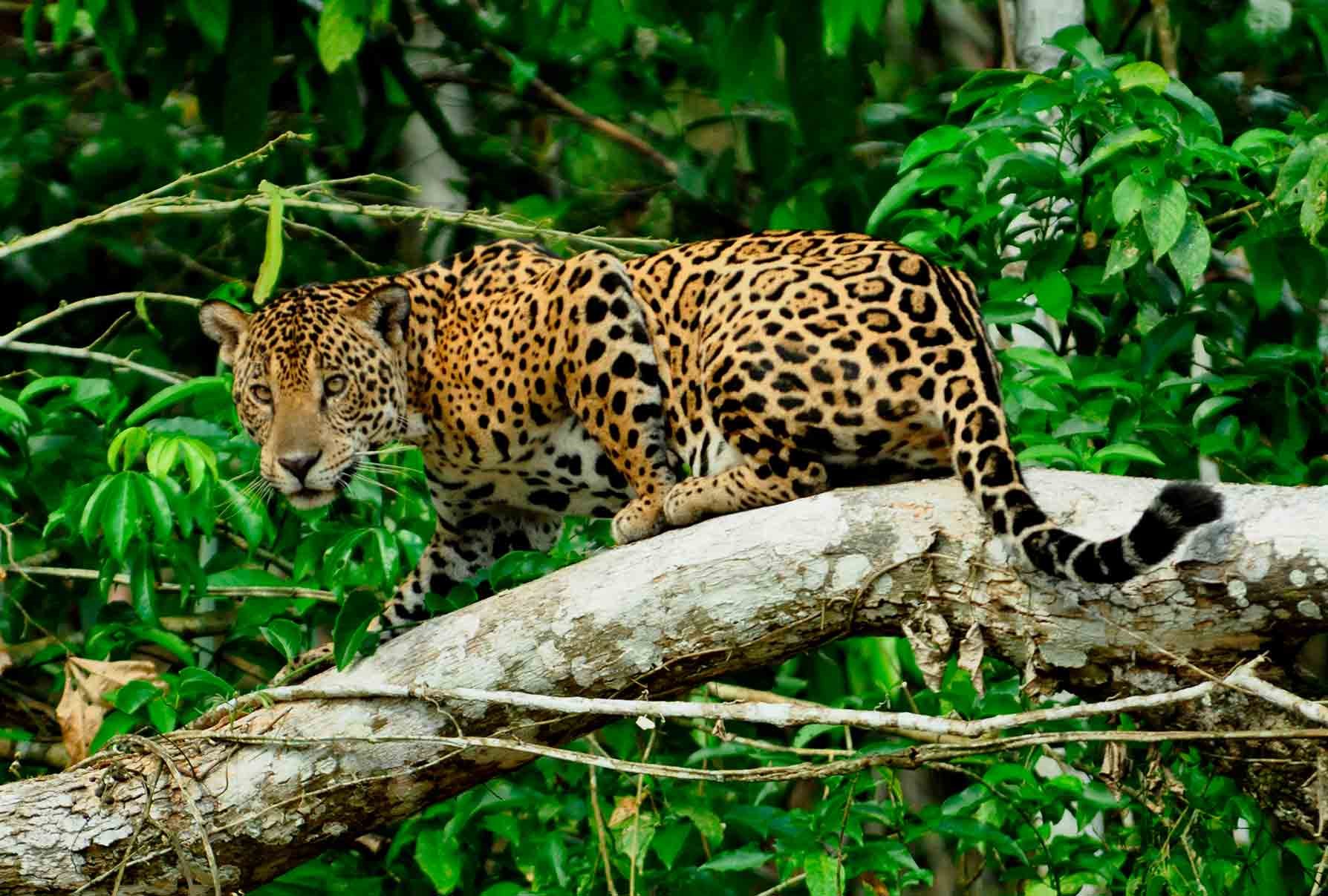 Природный и животный мир южной америки. Перуанский Ягуар. Национальный парк Ману Перу. Перуанский Ягуар (Panthera onca peruvianus).. Ягуар в сельве.